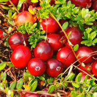 Саджанець Журавлина Ховес в контейнері